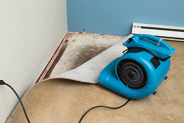 Best Basement water damage restoration  in Bridgeville, PA
